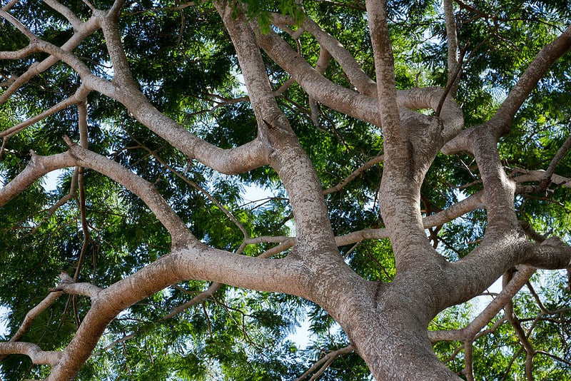 Raintree picture - copyright © Tomas Castelazo, www.tomascastelazo.com, Wikimedia Commons; CC BY-SA 4.0 - Oak For Less® Furniture